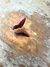 Load image into Gallery viewer, Vintage Mother Of Pearl Ocean Treasures Butterfly Pins Set 3